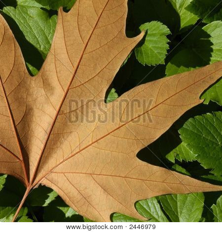 自然の中での矛盾