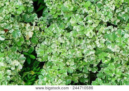 Ecological Concept, Green And White Stripe Leaves Of Polyscias Guilfoylei Or Geranium Aralia Plants 