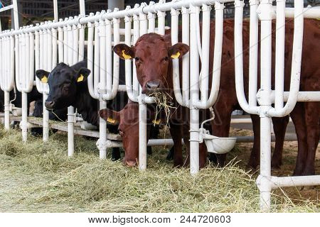 Aberdeen Angus Calves In Feedlot Eating Hay
