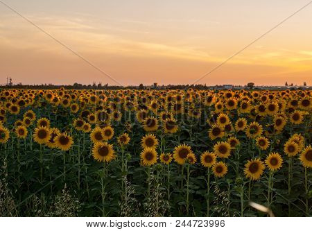 Sunflowers Field Near Arles  In Provence, France