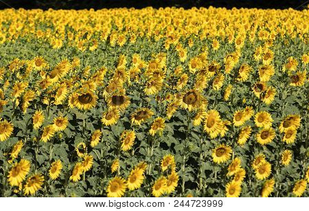 Sunflowers Field Near Arles  In Provence, France