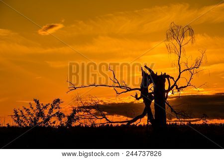 Old Dead Birch In Sunset With Sun.