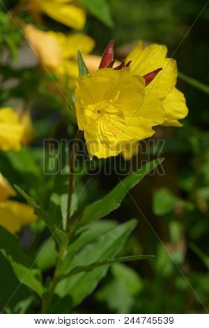 Narrowleaf Evening Primrose - Latin Name - Oenothera Fruticosa