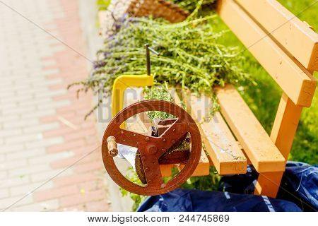 Hand Medical Flower Cutter. Lavender Flowers And Blur Background
