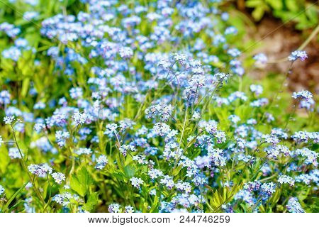 Beautiful Spring Bows With Blooming Blooms. Meadow Flower