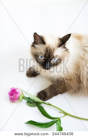 Beautiful Cat Siamese With Pink Peony Flower In Her Hand.