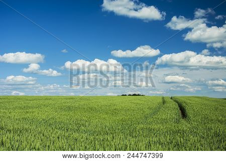 Green Cereals Field, Horizon And White Clouds In Blue Sky