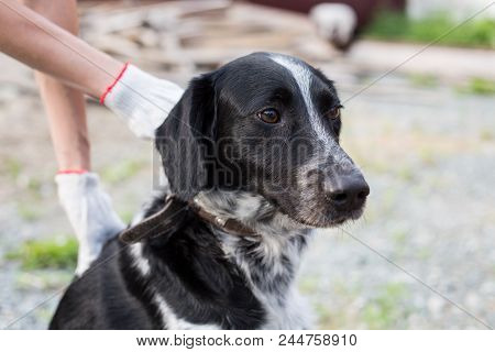Close-up Portrait Of Homeless Sad Hound Dog Waiting Fow Its New Owner