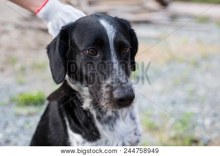 Close-up Portrait Of Homeless Sad Hound Dog Waiting Fow Its New Owner