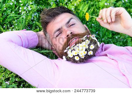 Macho With Daisies In Beard Relaxing. Bearded Man With Daisy Flowers In Beard Lay On Grassplot, Gras