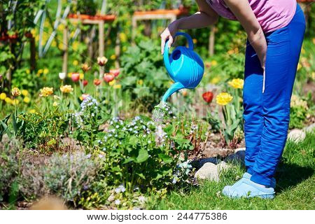 Female Gardener Watering Flowers With Water Can On A Croft. Close View.