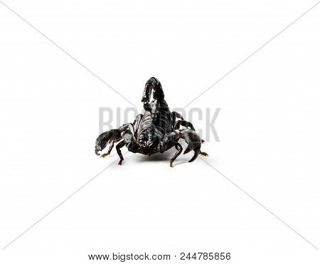 Asian Forest Scorpion Isolated On White. Heterometrus Petersii.