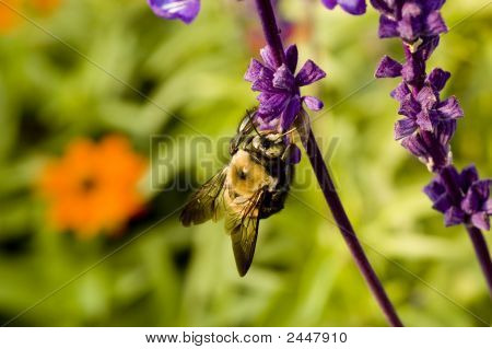 Macrofotografía