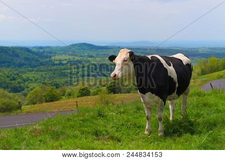 Typical cows in French Auvergne