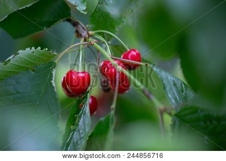 Cherry On The Branch Grows, Ripened Red Cherry At The Garden