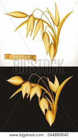 Oat. 3d Realistic Vector Icon On White And Black Background