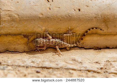 Small Lizard With Very Long Tail Between The Wall And The Floor