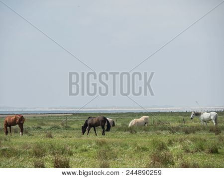 juist Island in the german North sea