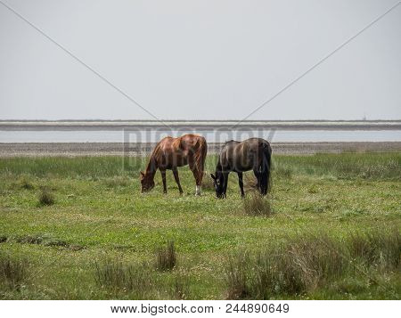 the Island of juist in the North sea