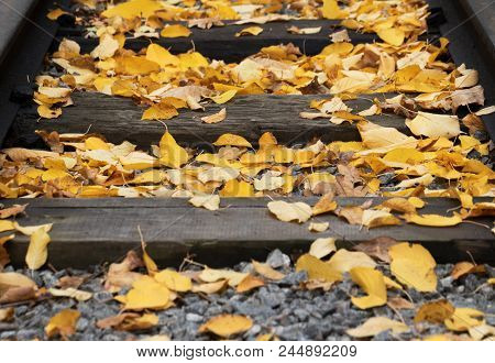 Old Railway With Yellow Fallen Leaves At Autumn. Selective Focus.