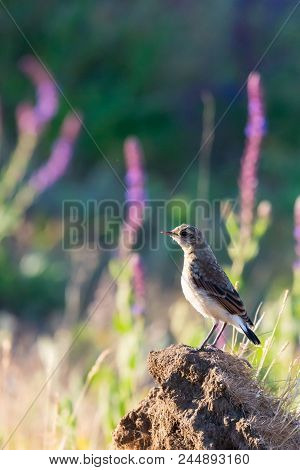 Northern Wheatear Or Oenanthe Oenanthe On Gound