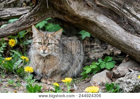 European Wild Cat (felis Silvestris) In Nature