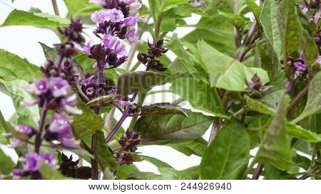 Spicy Grass Basil Fragrant (ordinary, Gargoyle, Camphor) Blossoms Close-up