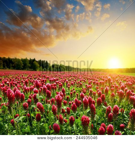 Field of flowering crimson clovers (Trifolium incarnatum). Spring rural landscape at sunset.