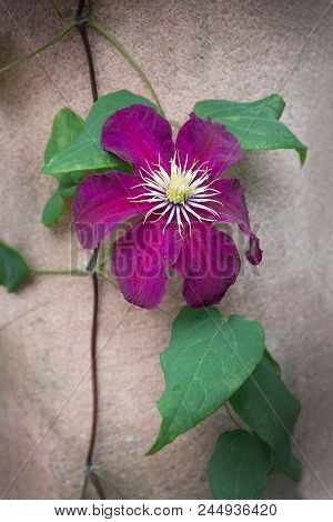 Dark Red Purple Clematis Flower And Green Leaves On Terracotta Wall.