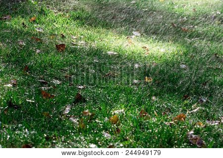 Summer Fresh Rain In The Summer  Garden