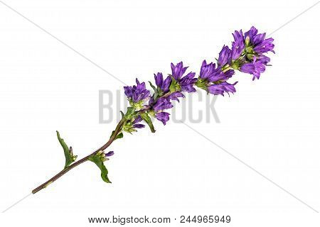Clustered Bellflower (campanula Glomerata) Isolated On White
