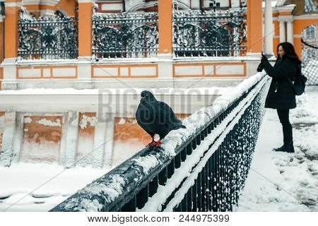 Pigeon Sits On Railing Of Bridge Across River Monastyrka Leading To Alexander Nevsky Lavra And Monas