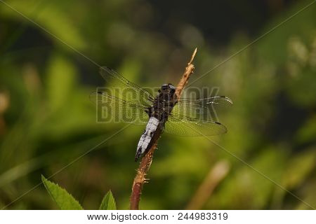The Dragonfly Is An Insect, Thus An Invertebrate Animal, Of The Order Of Odonates, Of Subordinate Of