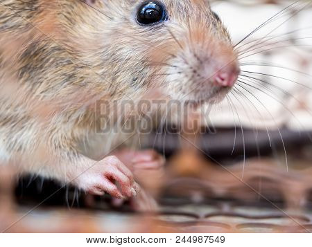 Select Focus Of The Nail Of The Rat In The Nick. Homes And Dwellings Should Not Have Mice. Pest Cont