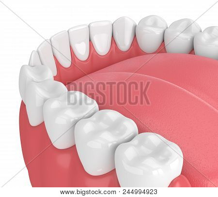 3D Render Of Jaw Model With Teeth Over White