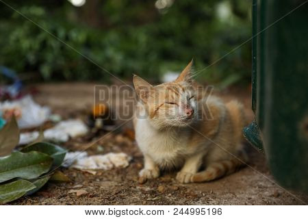 Homeless Cat Waitig For The Food Next To Trash Can. Horizontal. Athens, June 2018.