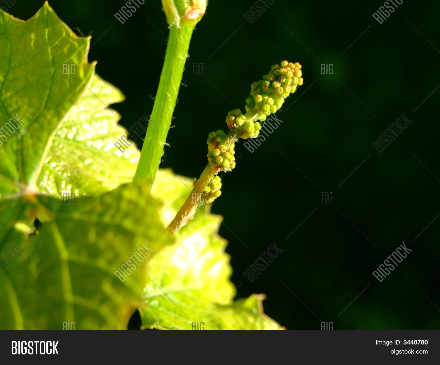 Image Preview