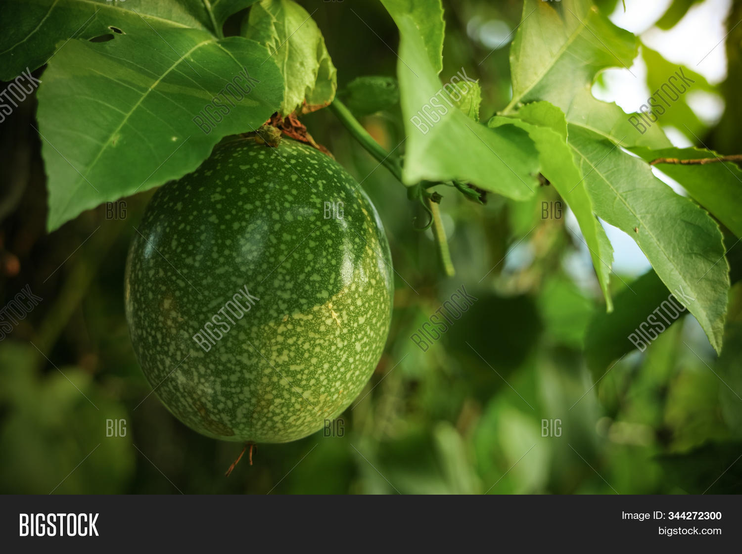 Get Wallpaper Fresh Green Passion Image Photo Free Trial Bigstock Free HD