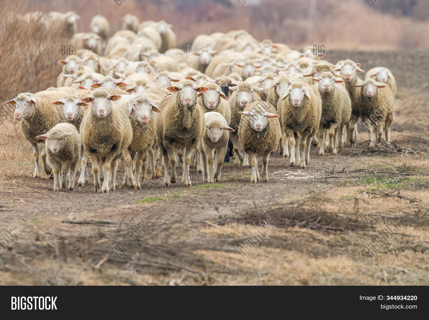 Flock Sheep, Sheep On Image & Photo (Free Trial) Bigstock