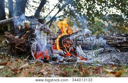 Red Burning Fire Smolders Smolders Burnt Tree Closeup