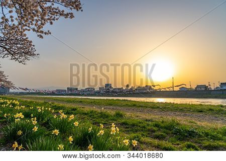 Kitakami, Iwate Prefecture, Japan - April 23 2019 : Tenshochi Park Along The Kitakami River In Sprin