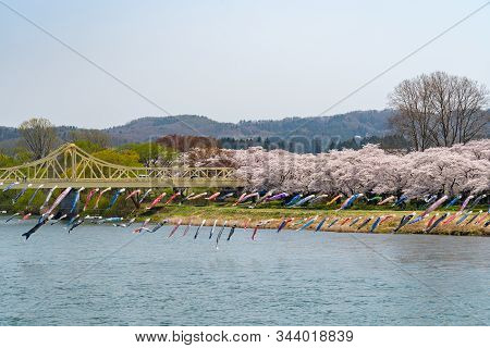 Kitakami, Iwate Prefecture, Japan - April 23 2019 : Tenshochi Park Along The Kitakami River In Sprin