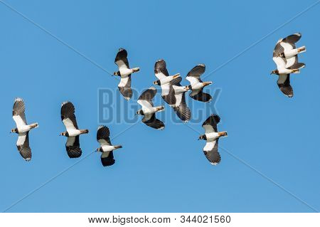 Swarm Of Flying Lapwing Birds (vanellus Vanellus) With Blue Sky