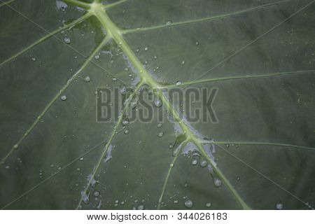 The Colocasia Leaf Elephant-ear Taro Cocoyam Dasheen Fresh Water Drops On A Green Colocasia Esculent