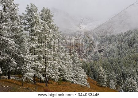 Mountains, Winter Snowy Forest.
