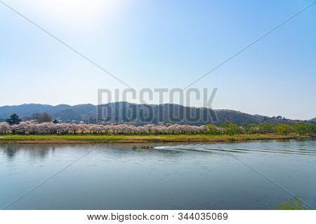 Kitakami, Iwate Prefecture, Japan - April 23 2019 : Sightseeing Boats On The Kitakami River. Tenshoc