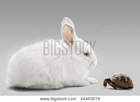Kanin vs skildpadde