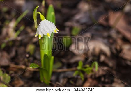 Snowdrop Spring Flowers.delicate Snowdrop Flower Is One Of The Spring Symbols .the First Early Snowd
