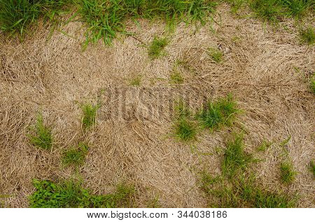 Yellow Earth Dry With Brown Spots And Grass