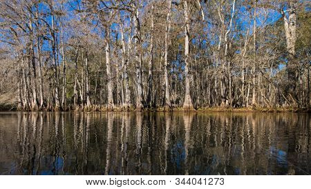Cypress forest and river in Manatee Springs State Park, Florida.